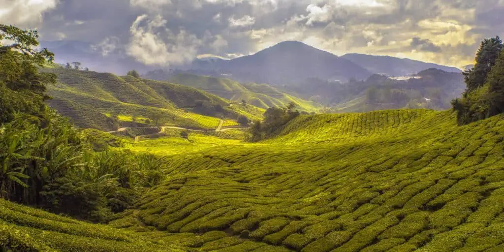 How tea is made