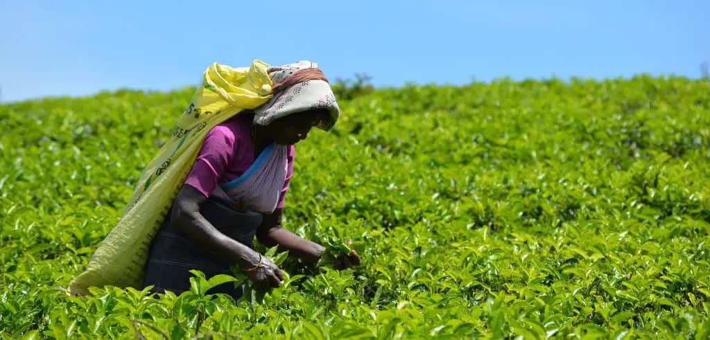 Tea leaves plucked by hand