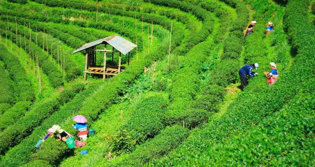 Growing tea for manufacture