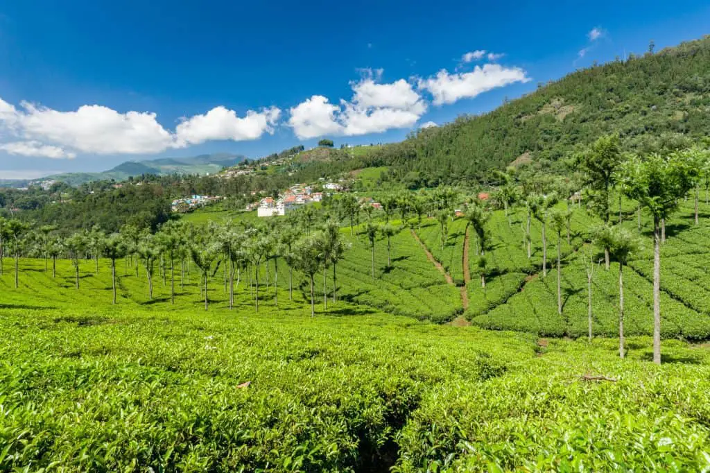 Bold, brash, and malty: a tea drinker's guide to the best Assam teas of ...