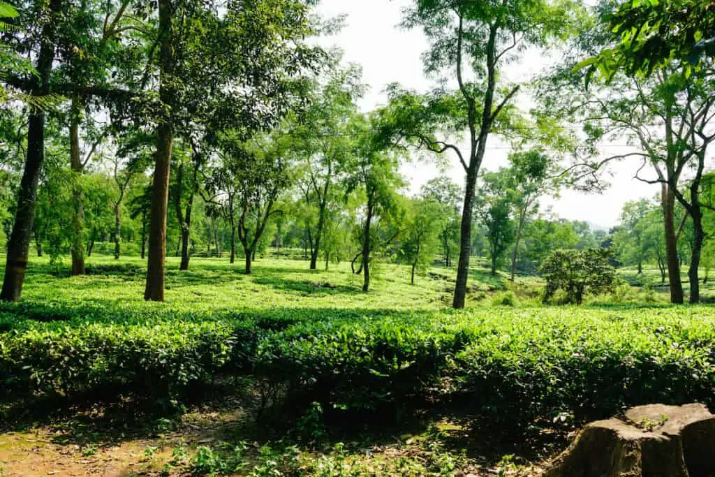 The best Assam tea is grown under shade trees