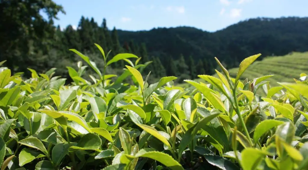 Tea leaves are plucked at the tips.