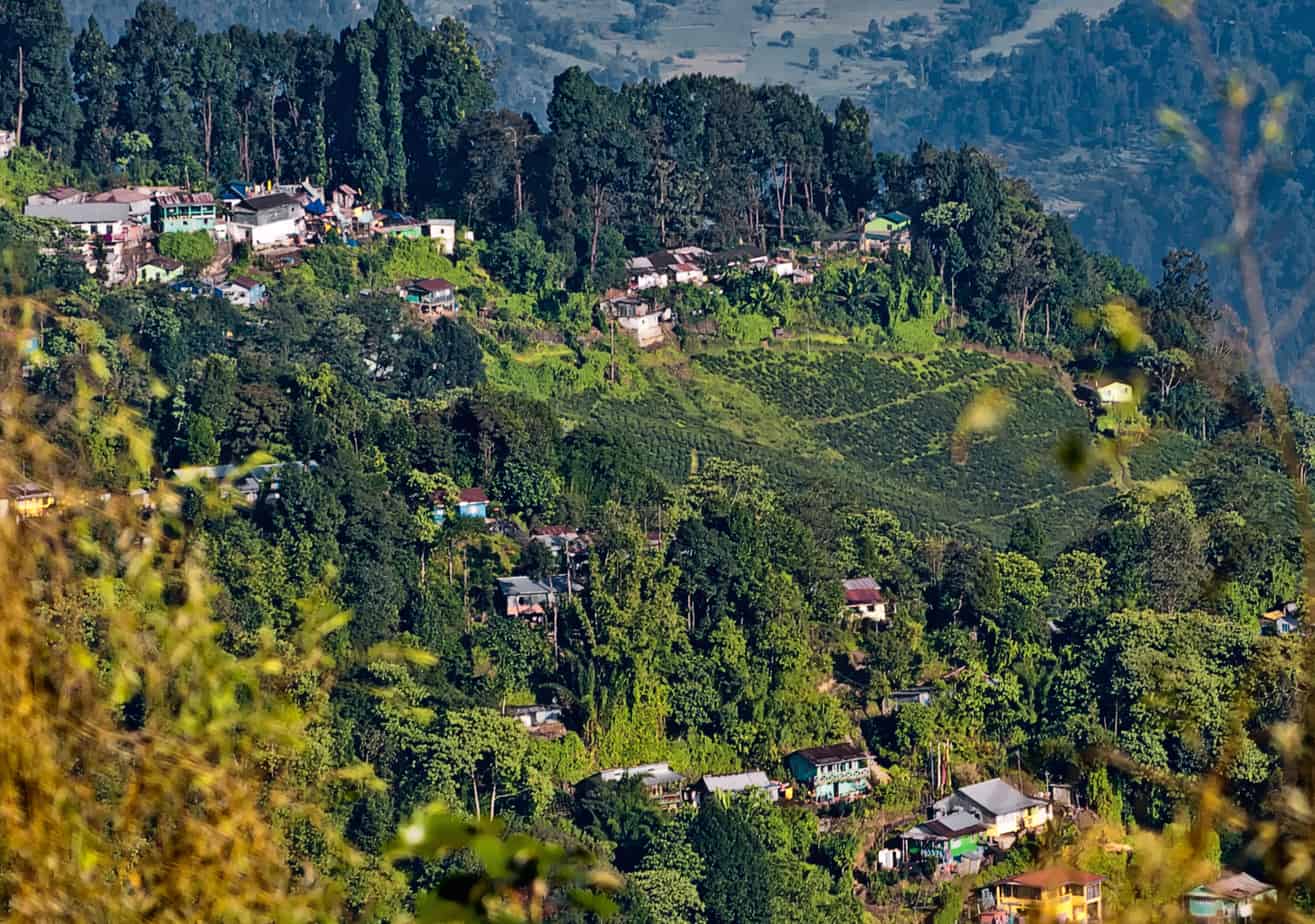 Darjeeling tea garden