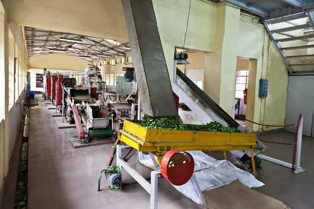 Indian tea factory