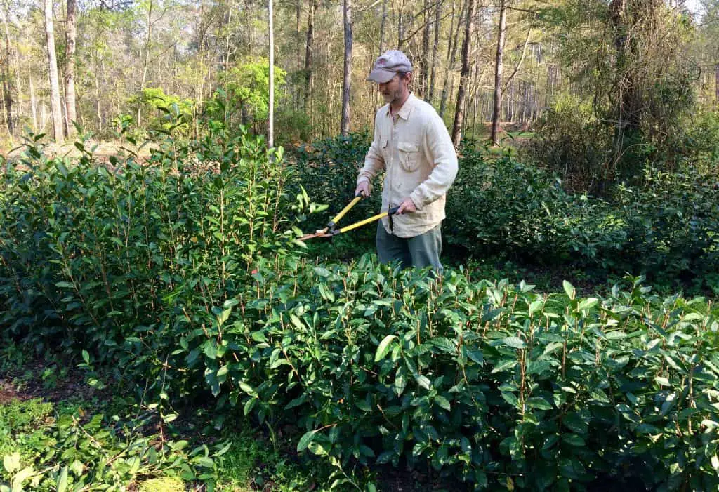Pruning a hedge of Camellia tea