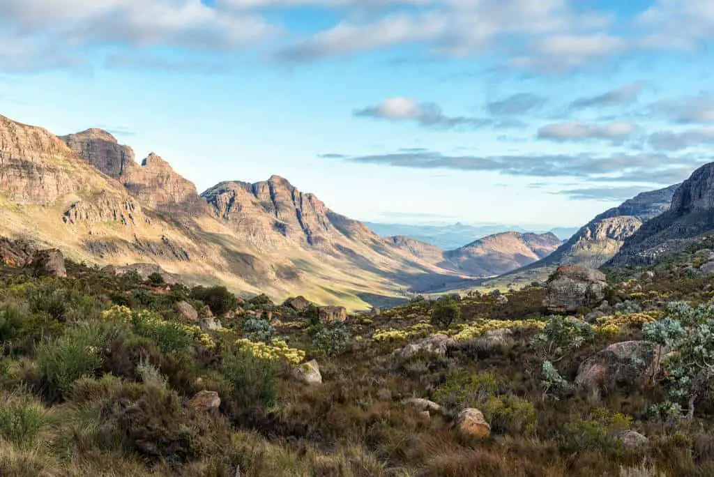 where rooibos and honeybush grow