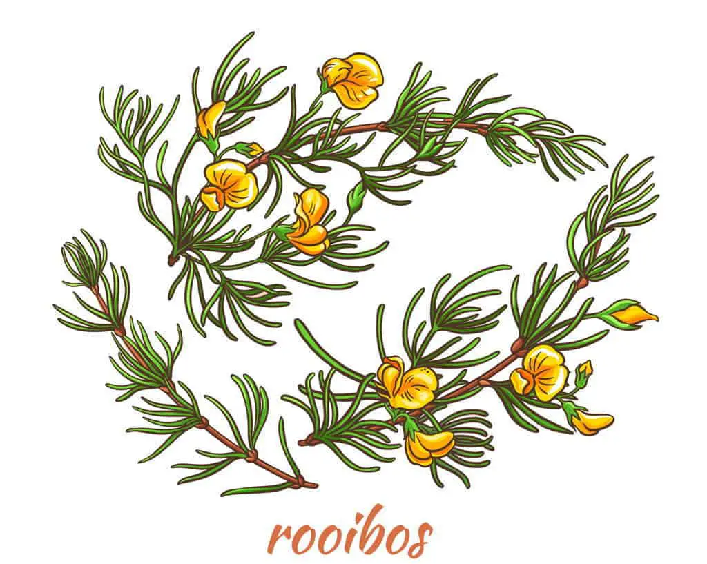 rooibos tea coffee substitute