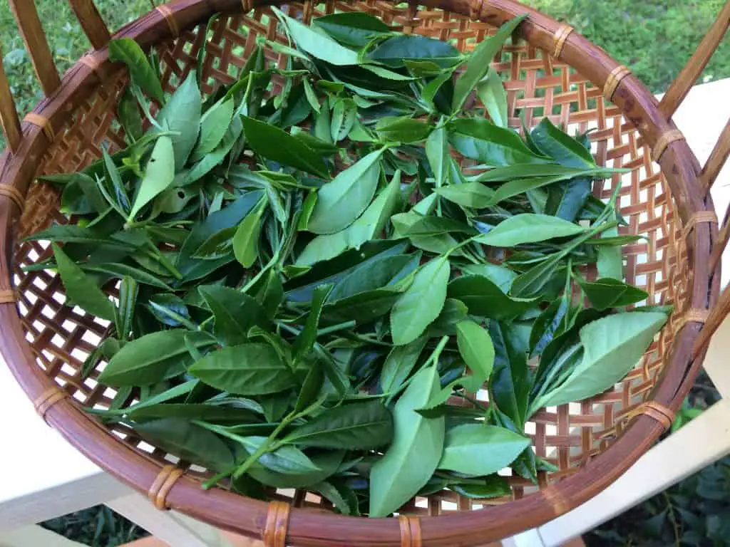 tea leaf at home garden plucked from tea plants