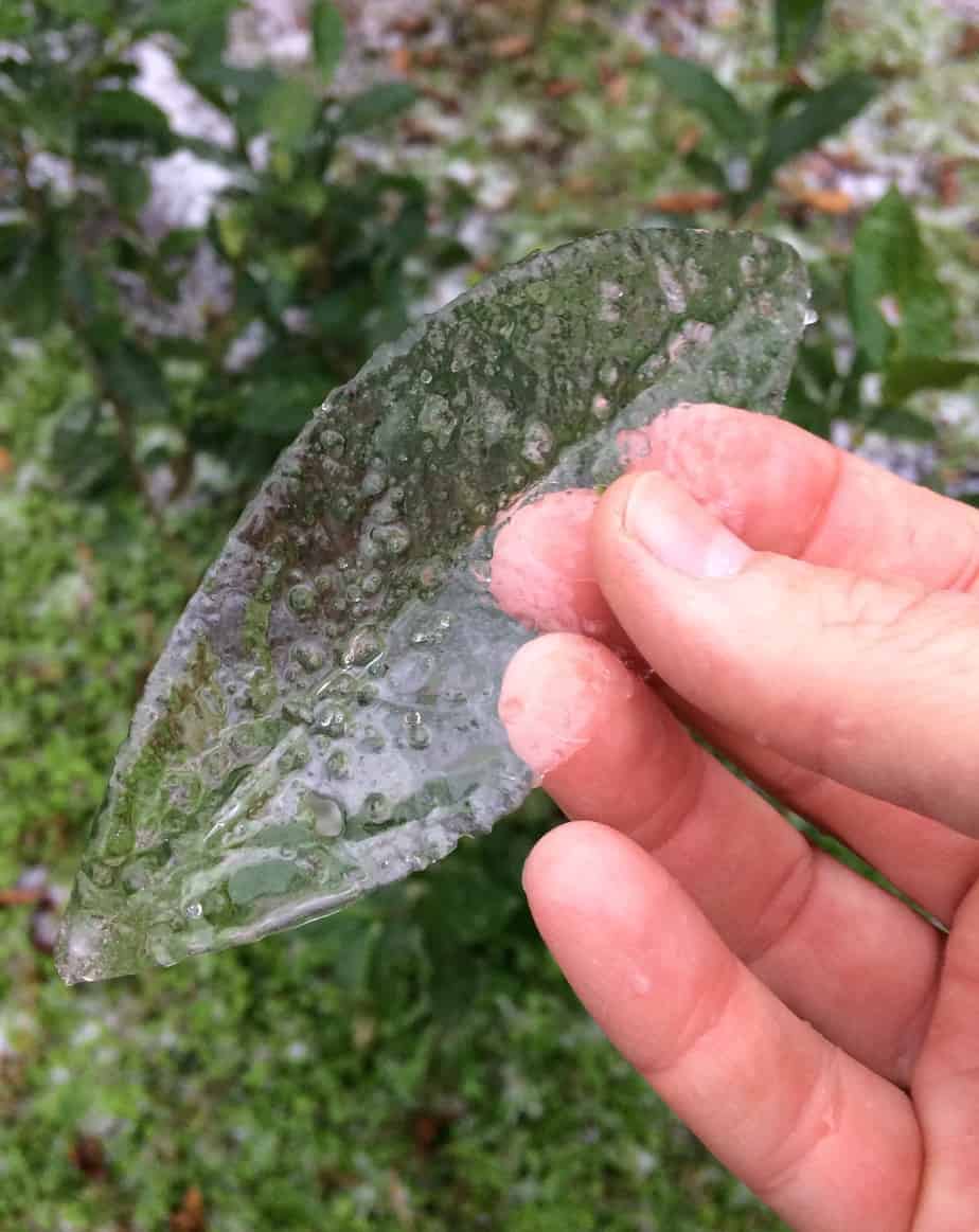 tea growing climate