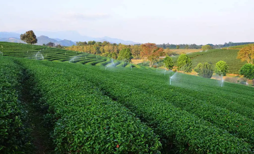 tea grows in hedgrerows