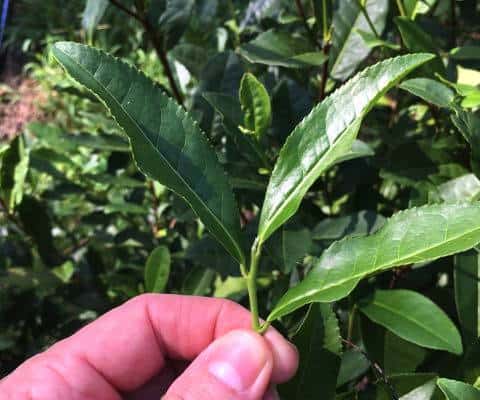 oolong tea brands use banji leaf