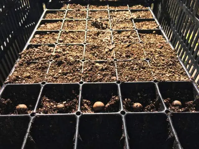 tea seed grows in propagation trays