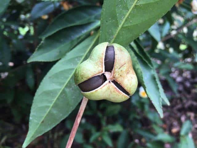 Tea seed grows on plants in the field