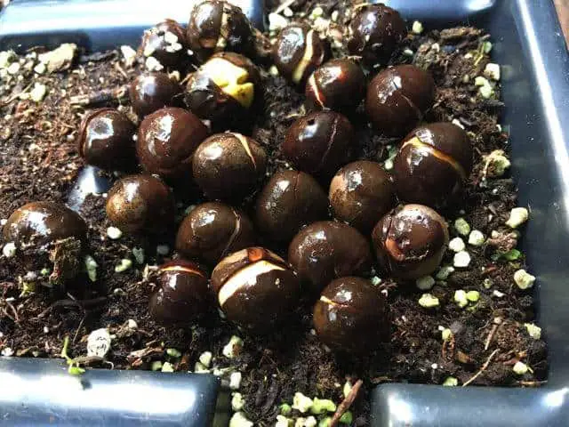 How to grow Camellia sinensis seeds