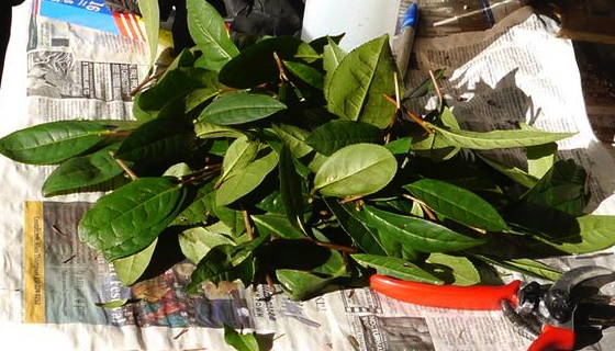 cuttings camellia sinensis