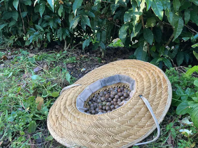 tea plant seed collected from tea plants