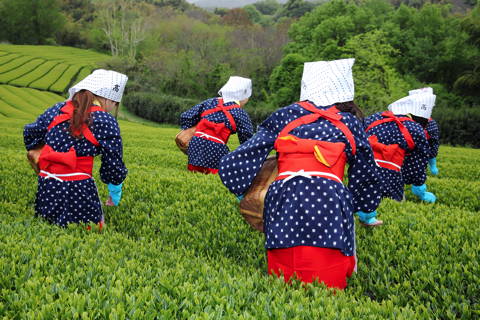 best white tea harvest