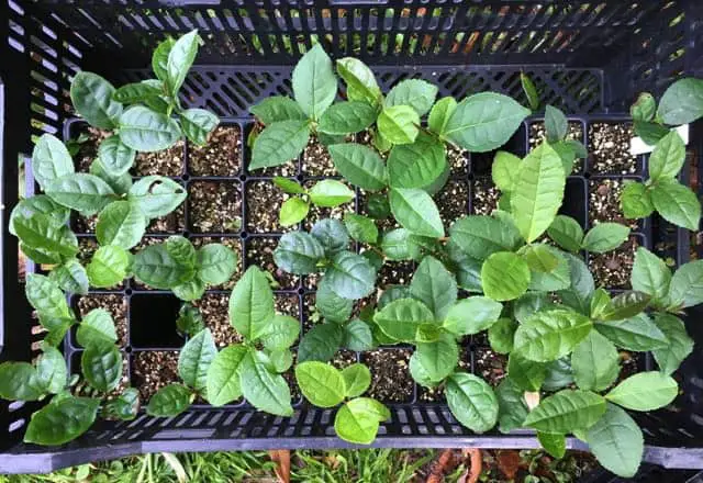 seeds of tea plants