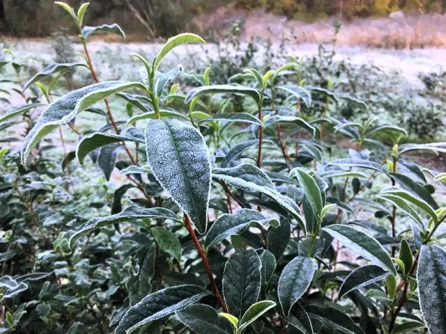 effects of cold frost on tea camellia sinensis