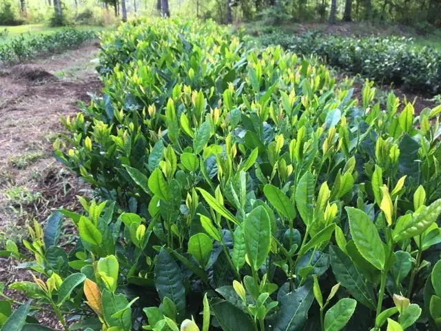 American tea growing in the US