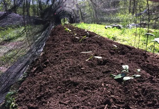 use shade cloth to grow tea in the US