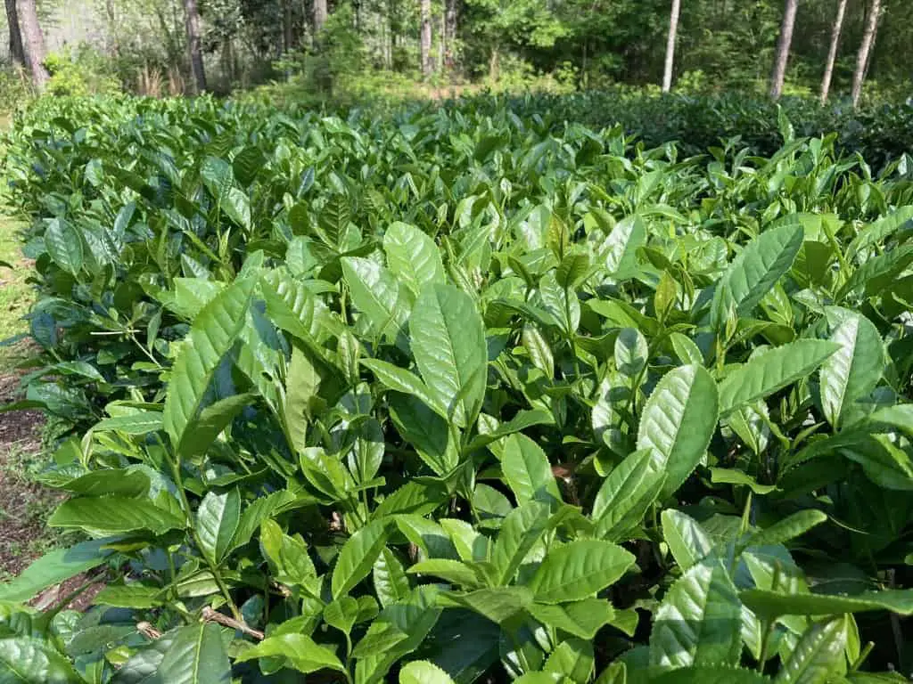 production of tea