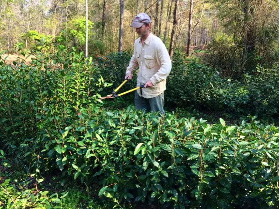 Grow tea in the USA