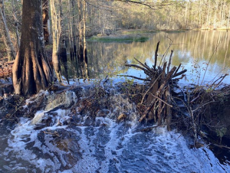 A Flexible Pond Leveler Saves Flooded Beaver Ponds