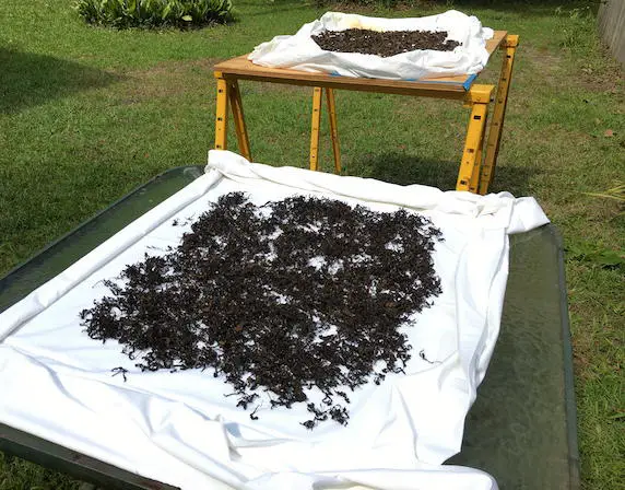 sun drying black tea