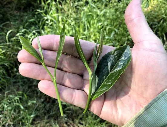 plucked two leaves and a bud