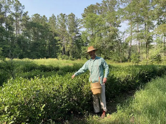 harvesting tea leaves for black tea
