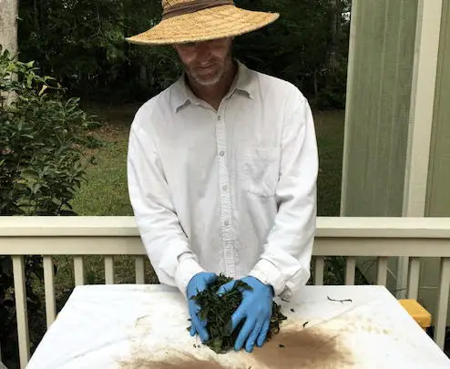 rolling tea leaves to make black tea