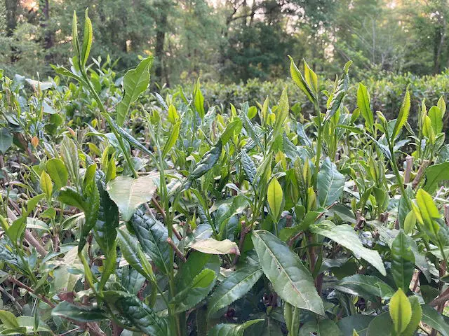 tea-leaves-for-making-black-tea