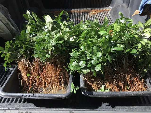 harvested tea seedlings bare-root