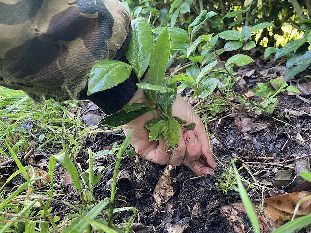 harvest bare-root tea by hand