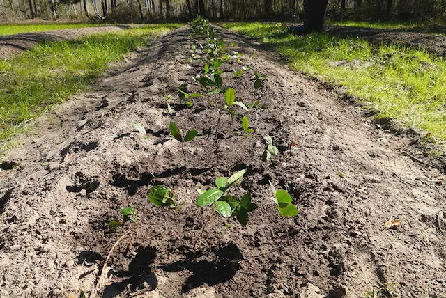 bare-root-tea-seedlings planted