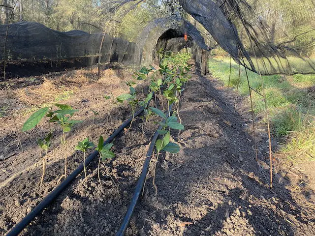 irrigated tea seedlings with shade structure